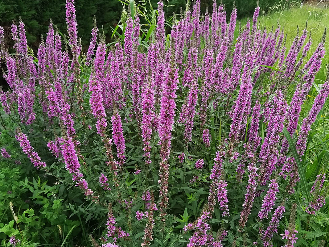 Lythrum salicaria photo